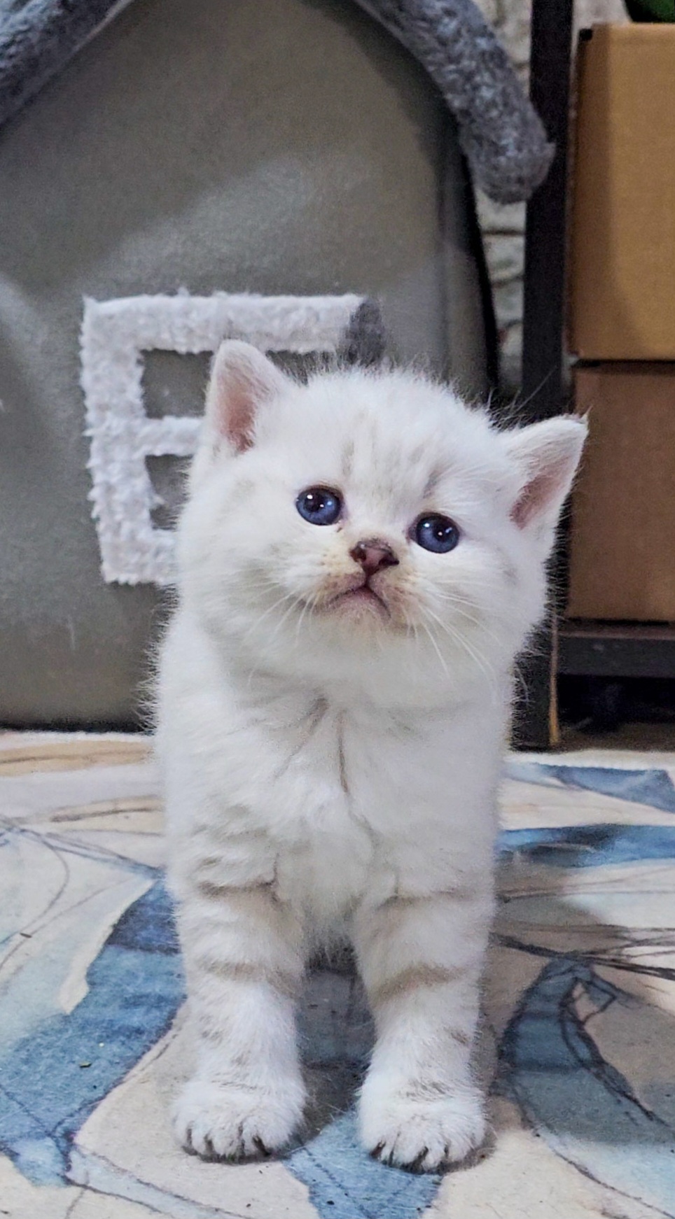 Шотландские вислоухие и страйт котята