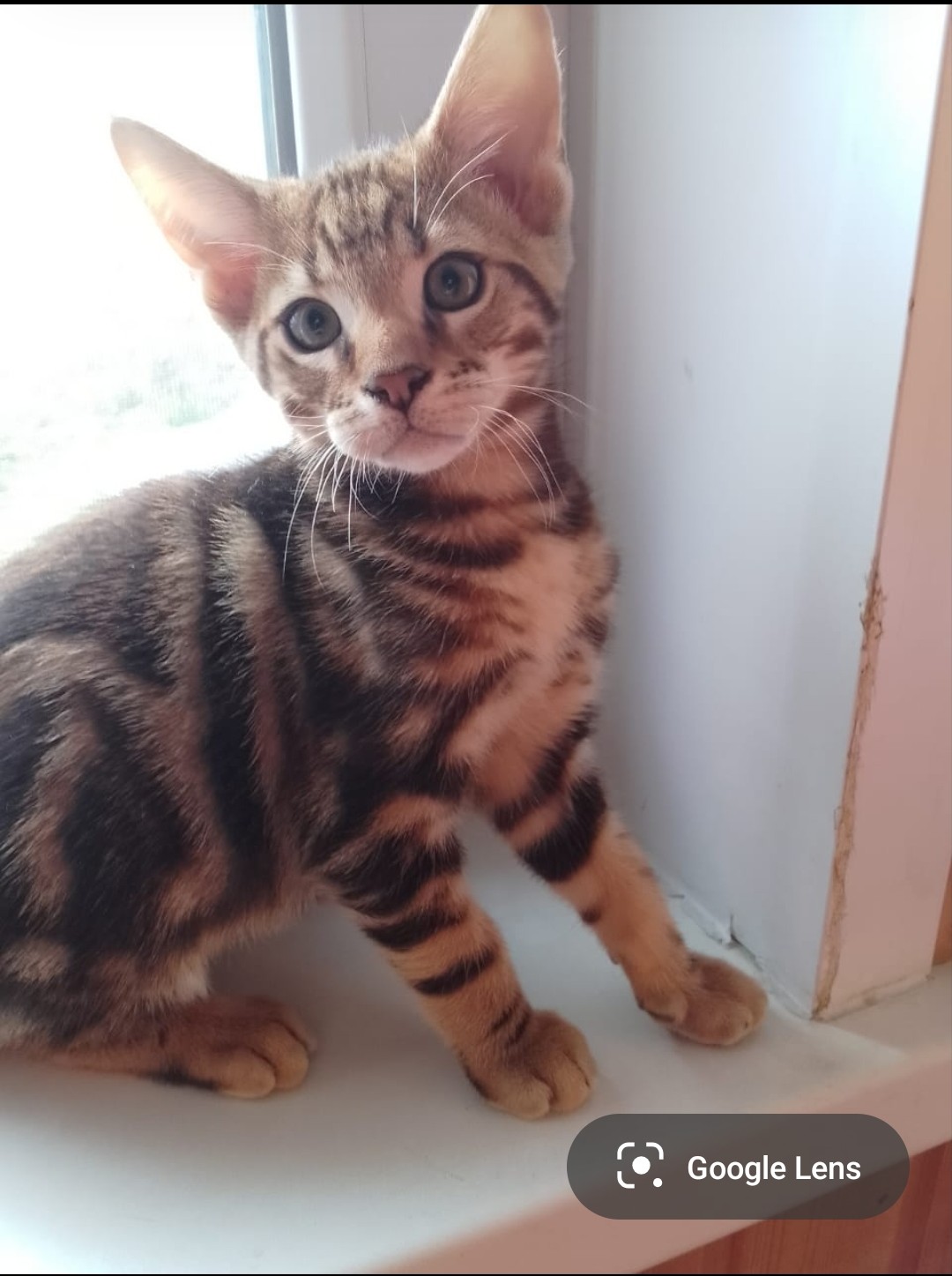 Чаузи котята Chausie kittrns