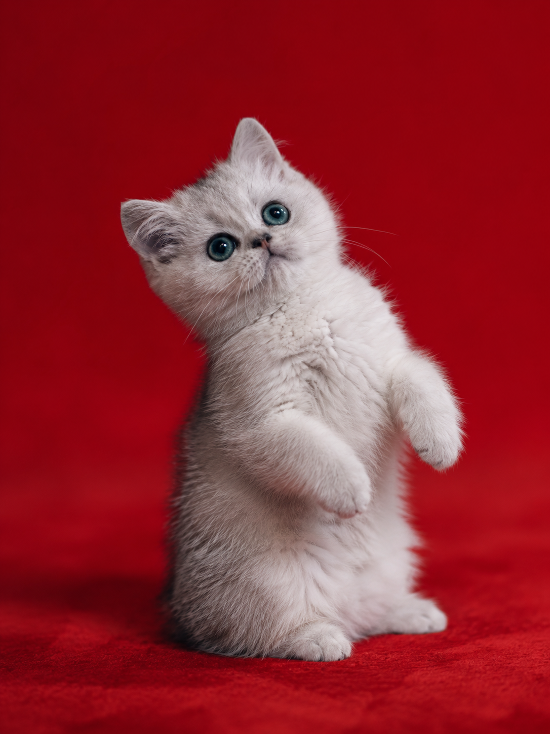 Британские котята