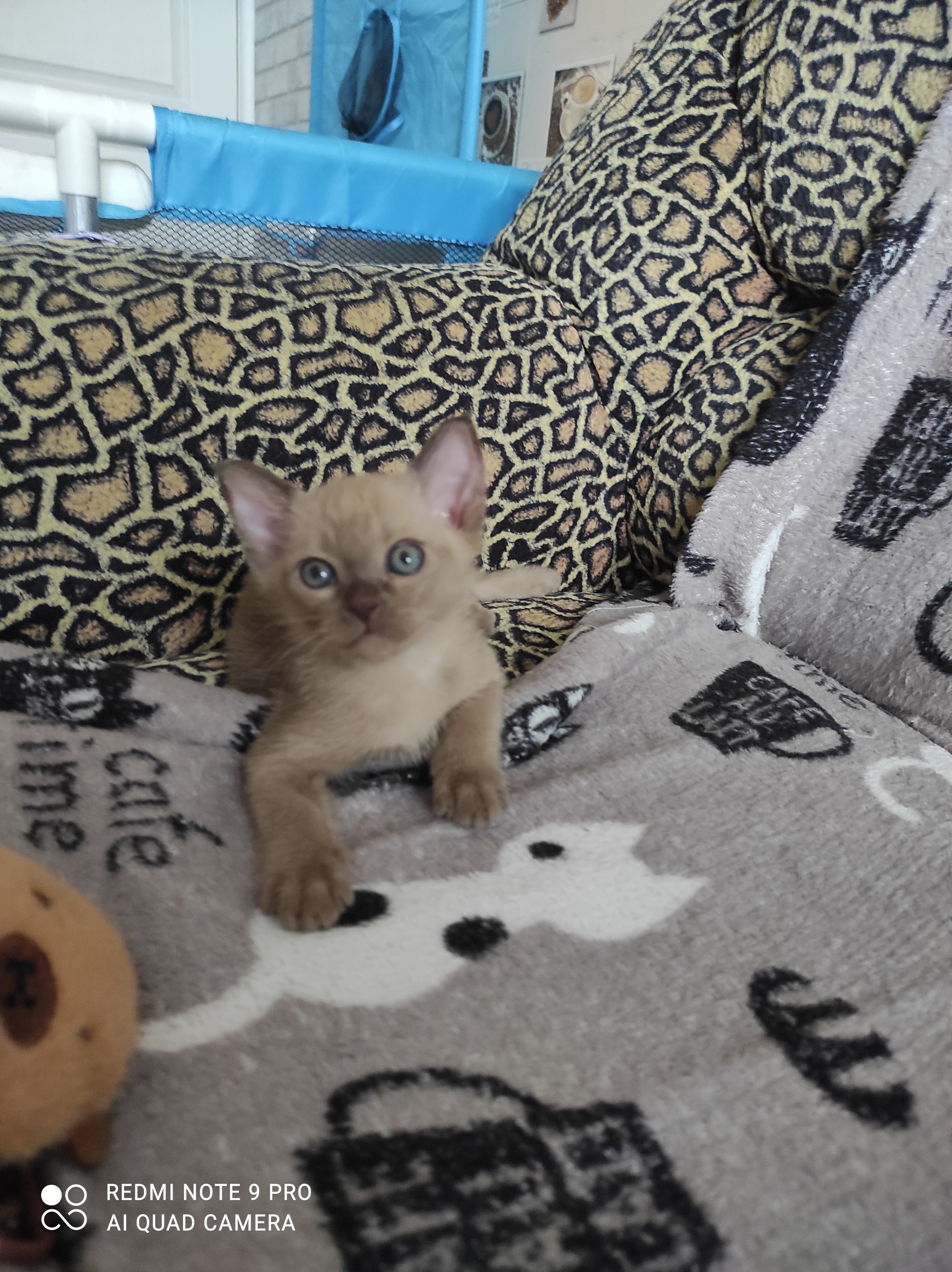 Бурманские котята