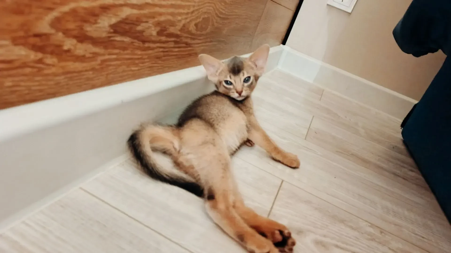 аббисинские котята abyssinian kittens