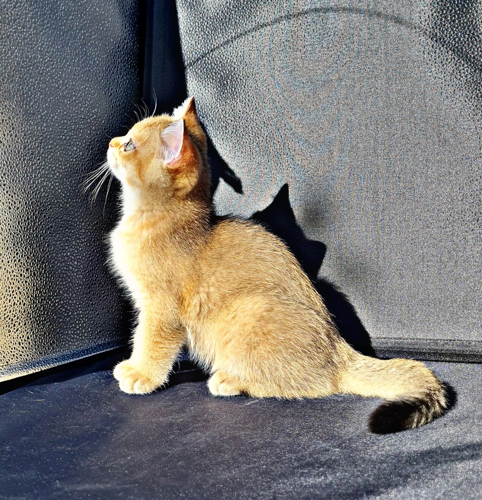 Британские котята