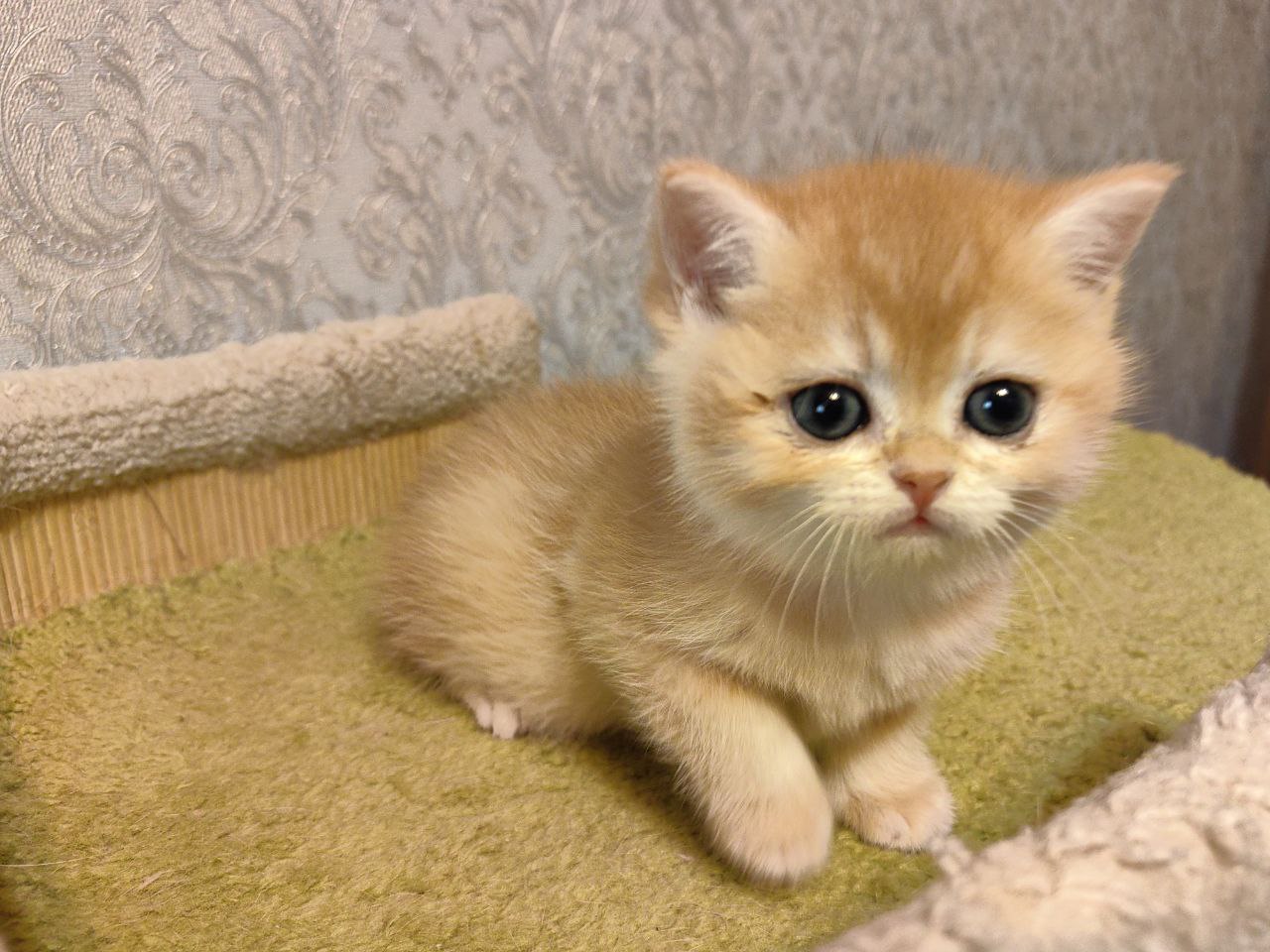 Шотландские котята, Scottish golden kittens