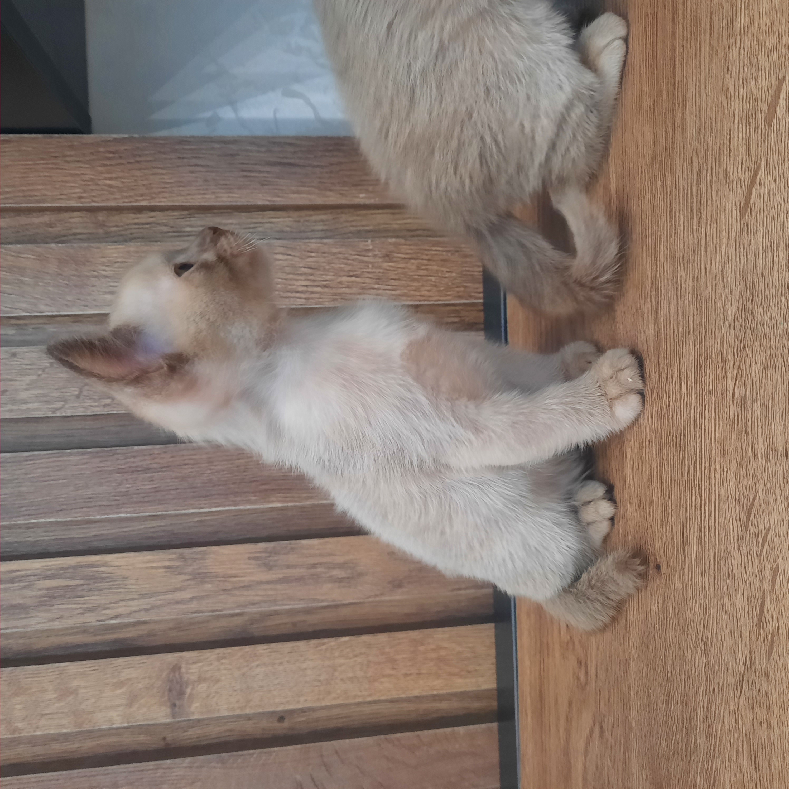 Бурманские котята