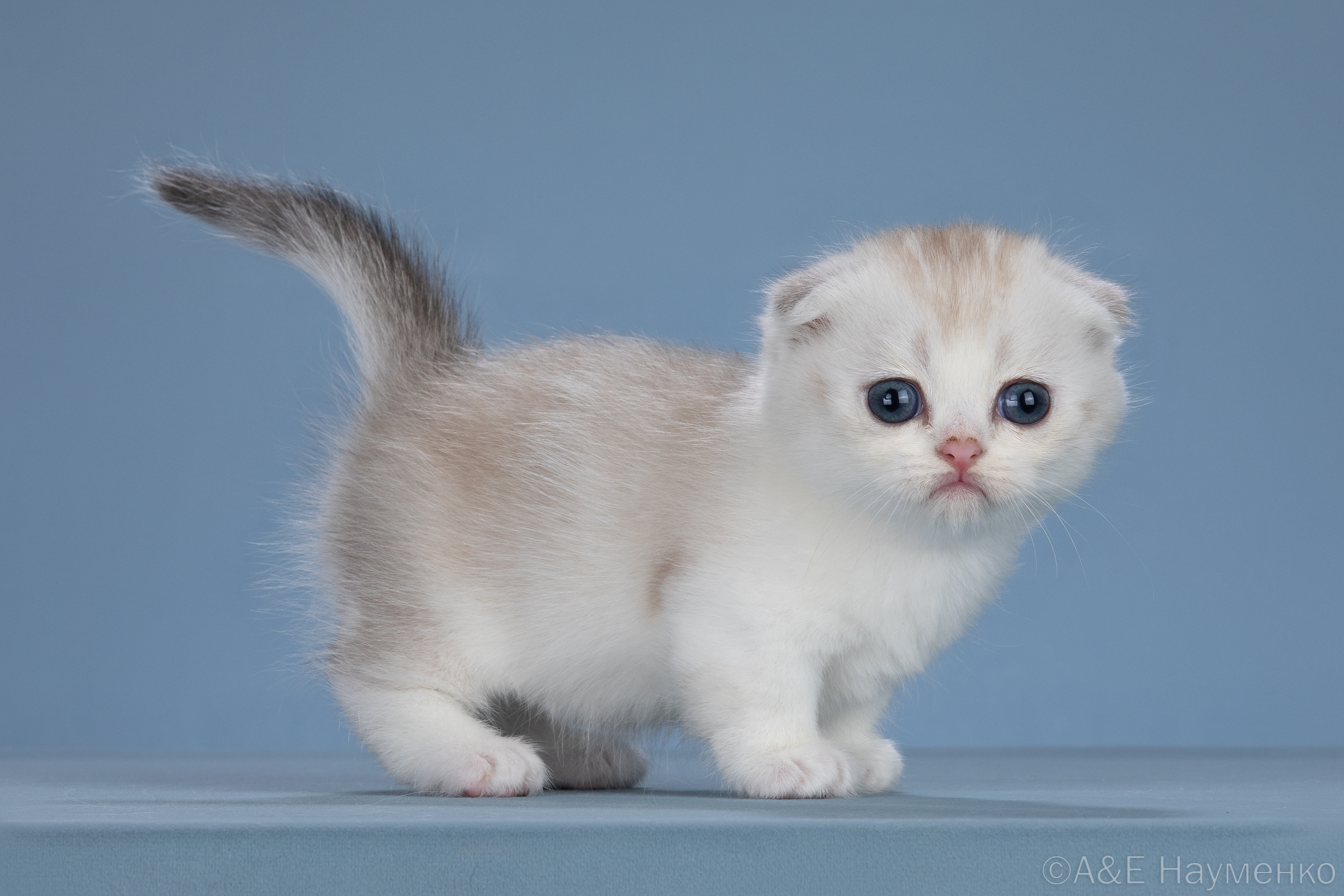 Манчкин фолд котята