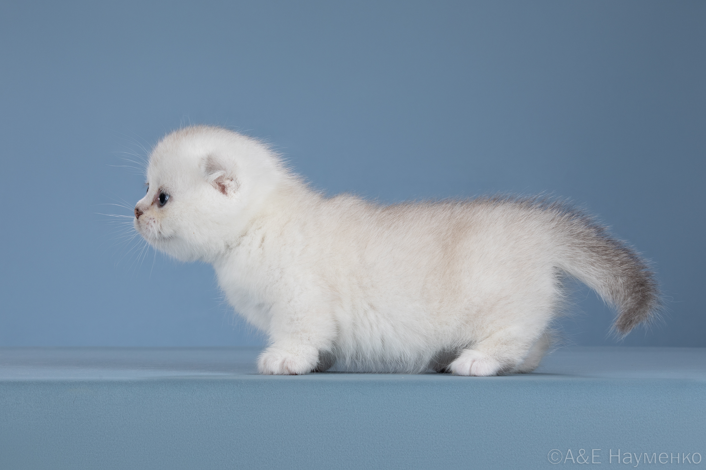 Манчкин фолд котята, кошечка