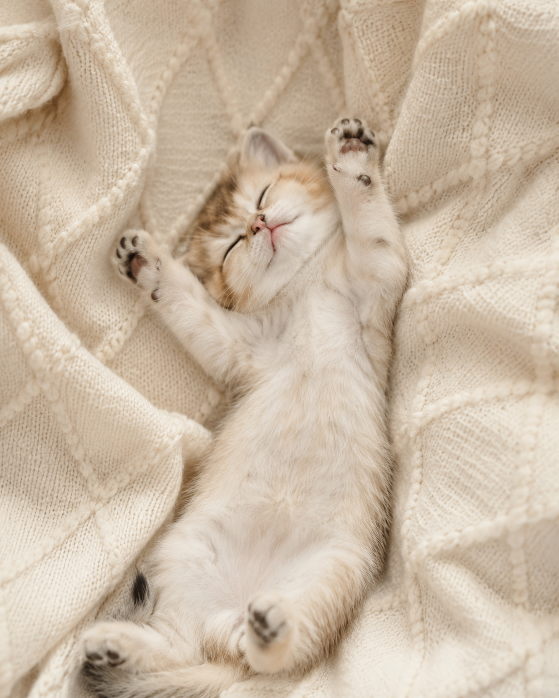 ✨ Продаются британские золотые котята ✨