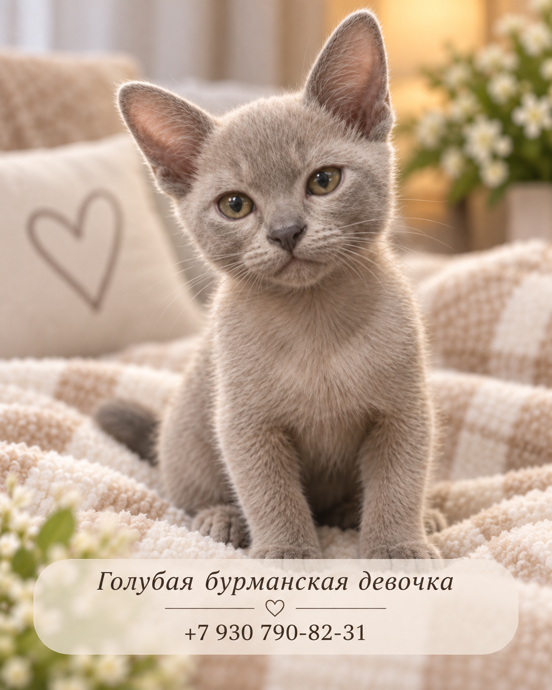 Бурманские котята, кошечки