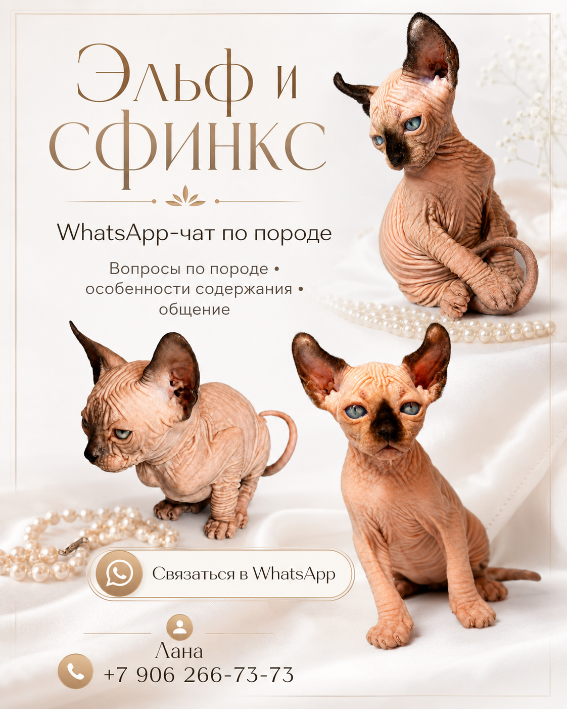Канадский Сфинкс и Эльф котята для вас